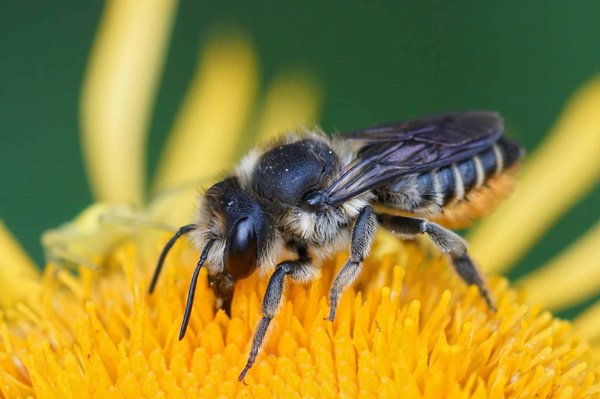 Quelle est l'importance des ruches d'abeilles dans une industrie ?